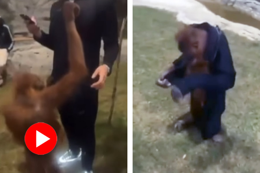 Orangutan takes man’s jacket and tries it on, video went viral