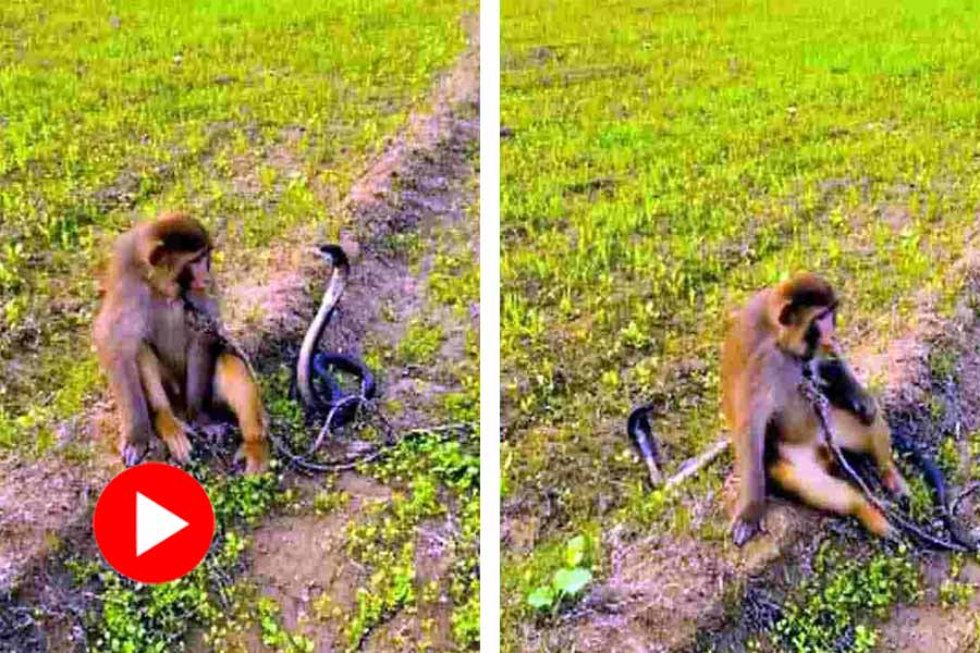 Monkey seen to be unaffected after getting bitten by cobra, video goes viral