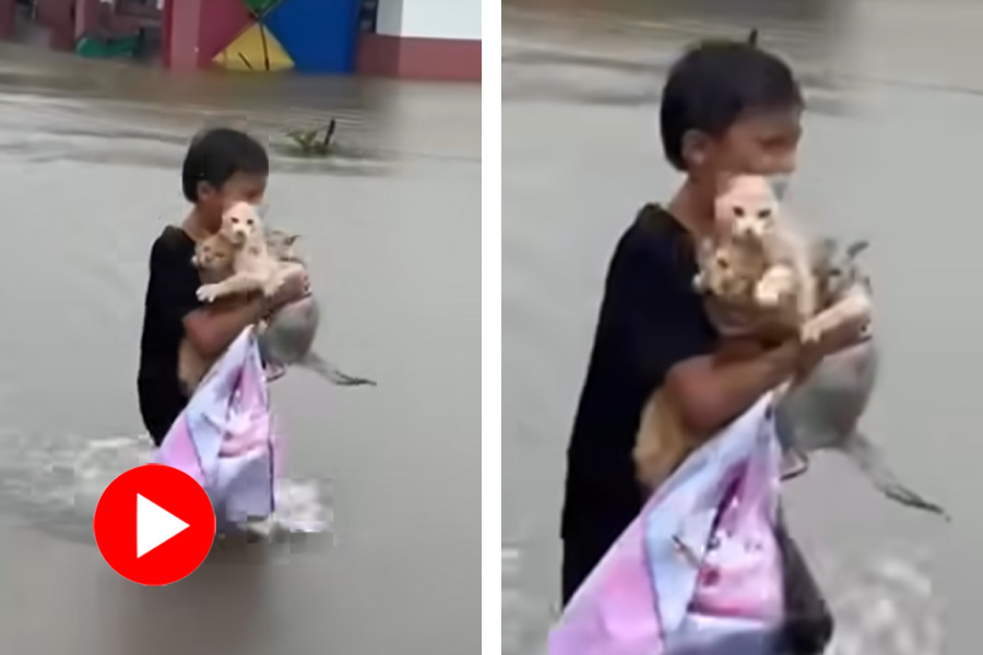 Viral video of kid walking with 3 stray cats on waterlogged road in Malyasia