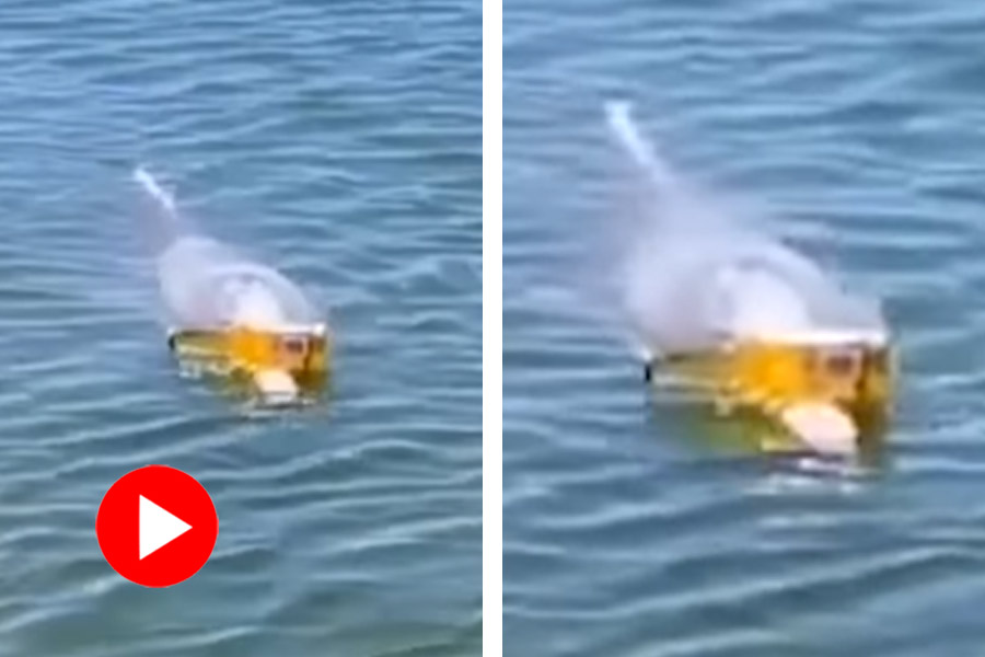 A dolphin spotted off the coast of Australia balancing a beer bottle on its beak