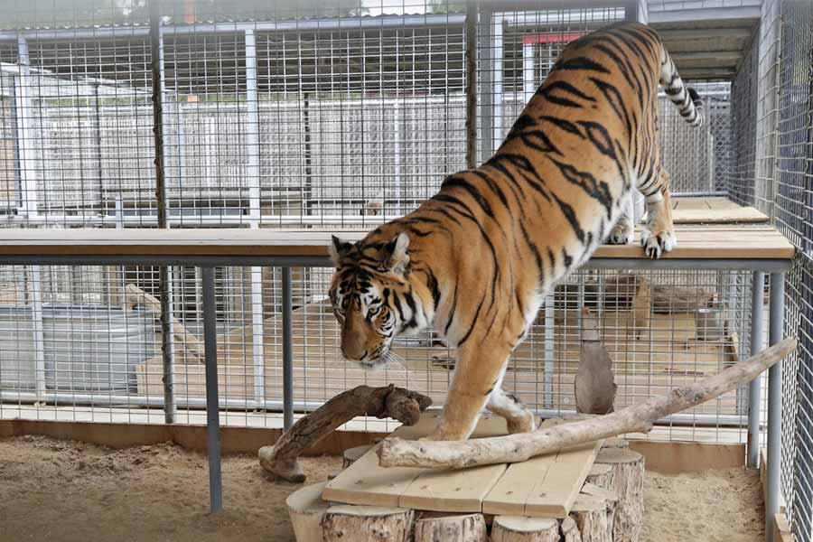 Zookeeper mauled by death by tiger as he forgets to lock cage door