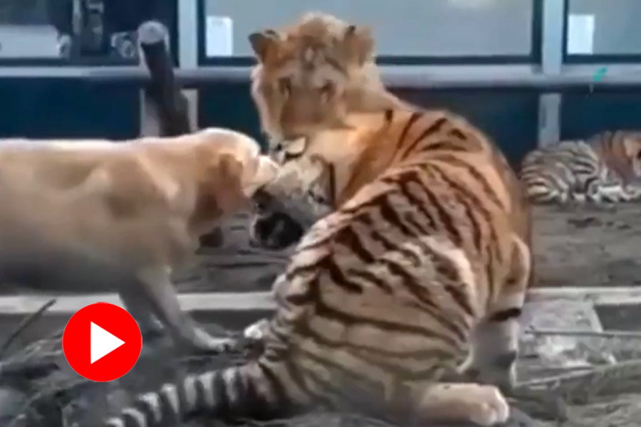 A video of dog stops fight between tiger and lion goes viral