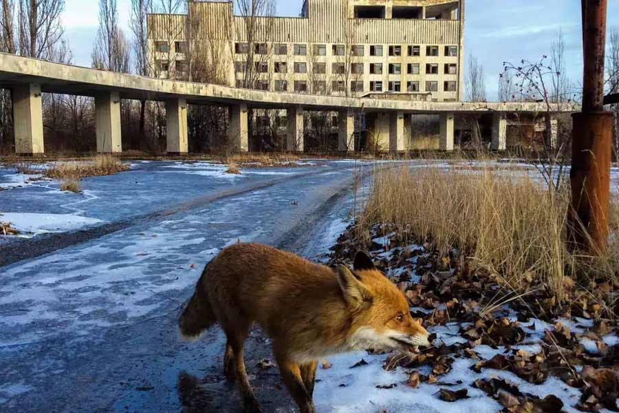 Dogs living in Chernobyl Exclusion Zone became super dogs due to mutation caused by nuclear disaster, claims scientists