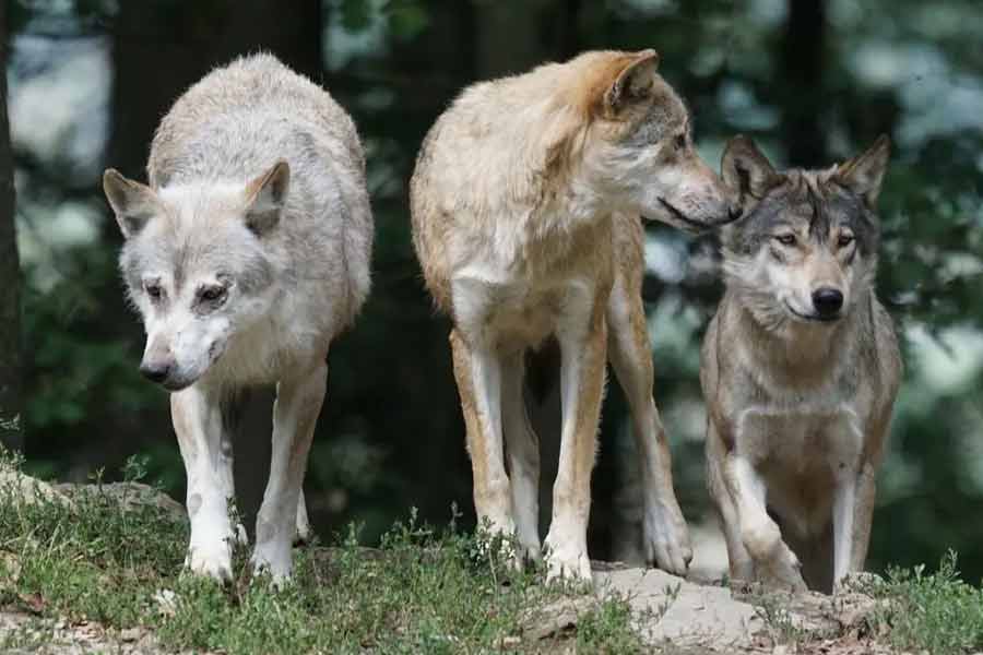 Dogs living in Chernobyl Exclusion Zone became super dogs due to mutation caused by nuclear disaster, claims scientists