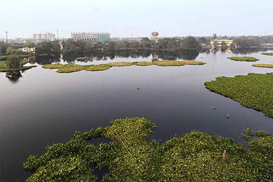 সাঁতরাগাছি ঝিল।