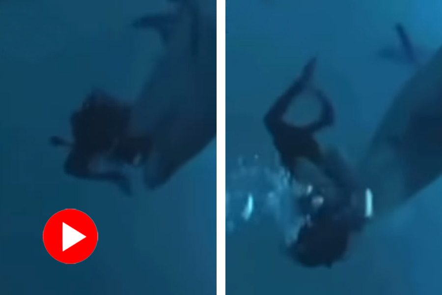 Huge tiger shark tries to bite off woman’s head in Maldives, video goes viral