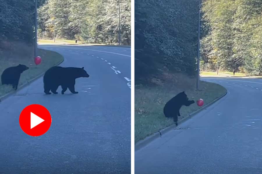 Baby bear plays with balloon on road, traffic stops for enjoying the moment