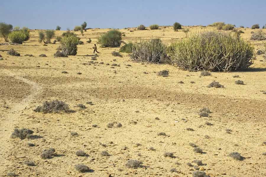 Thar dessert is converting into green forest, what is the reason behind it 
