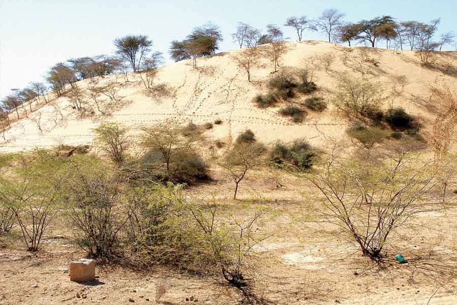 Thar dessert is converting into green forest, what is the reason behind it 