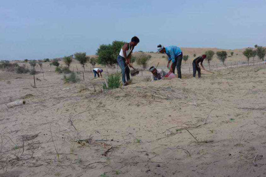 Thar dessert is converting into green forest, what is the reason behind it 