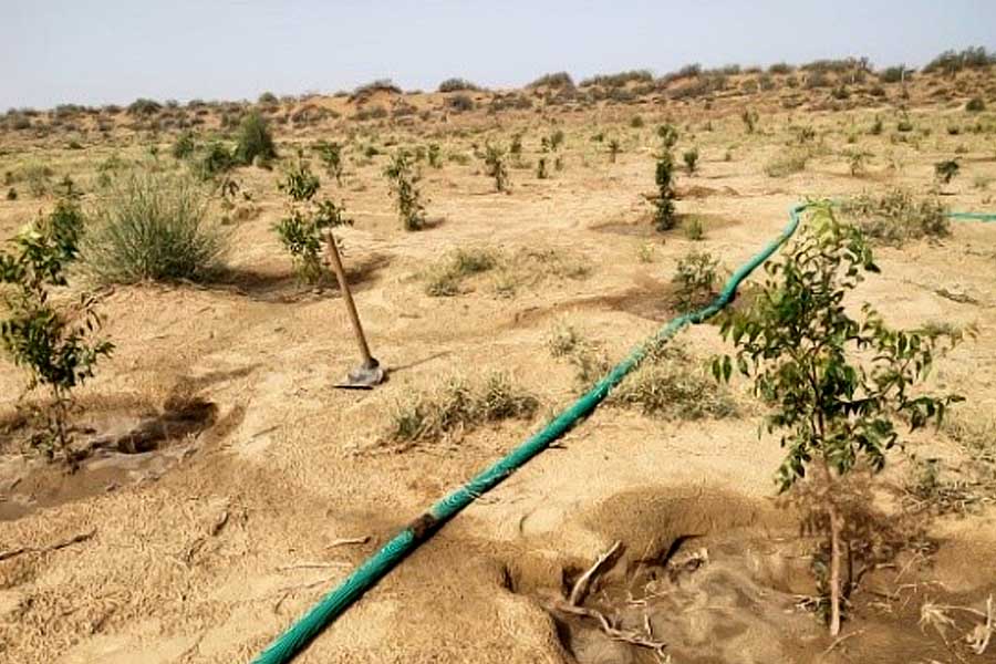 Thar dessert is converting into green forest, what is the reason behind it 