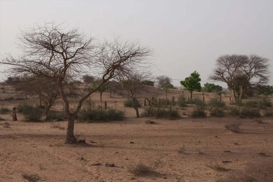 Thar dessert is converting into green forest, what is the reason behind it 