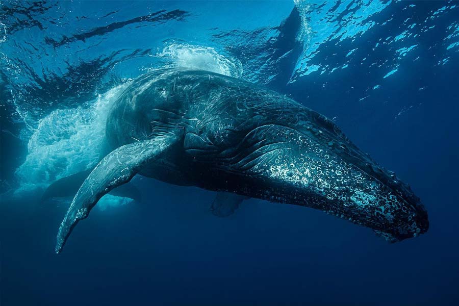From Pacific to Indian Ocean, male humpback whale crosses three oceans, 13000 kilometre distance to find partner 