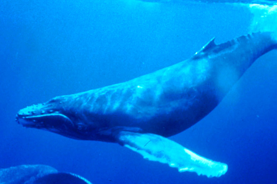 From Pacific to Indian Ocean, male humpback whale crosses three oceans, 13000 kilometre distance to find partner 