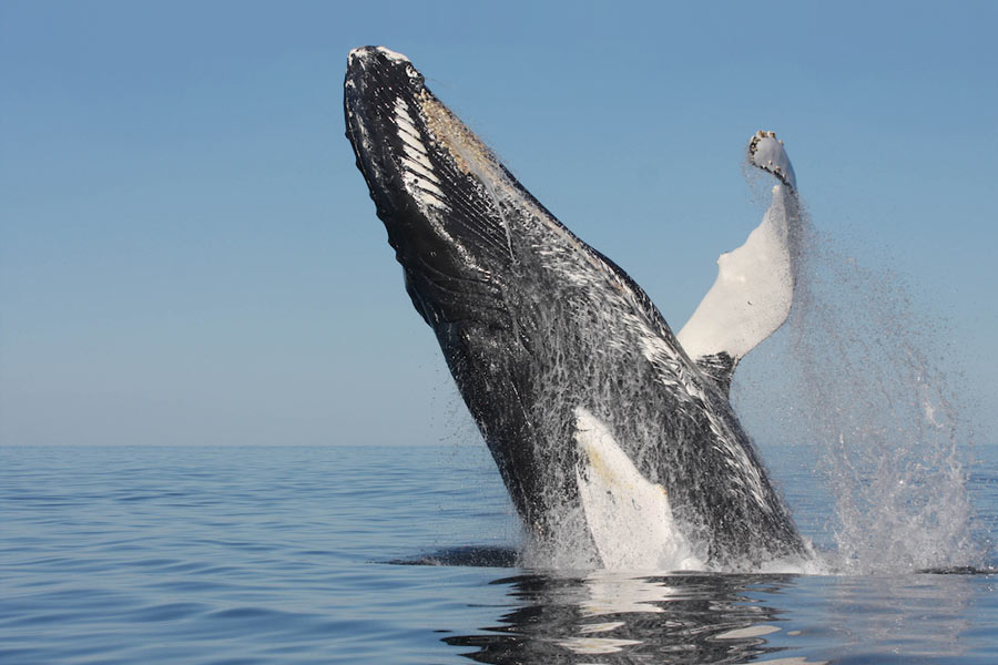 From Pacific to Indian Ocean, male humpback whale crosses three oceans, 13000 kilometre distance to find partner 