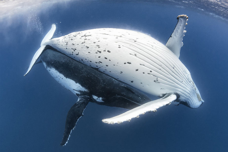 From Pacific to Indian Ocean, male humpback whale crosses three oceans, 13000 kilometre distance to find partner 