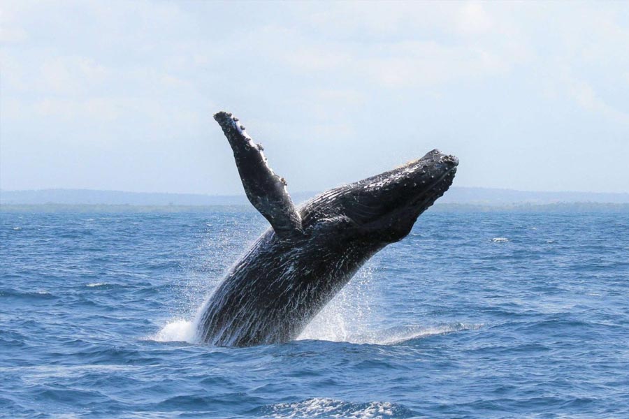 From Pacific to Indian Ocean, male humpback whale crosses three oceans, 13000 kilometre distance to find partner 