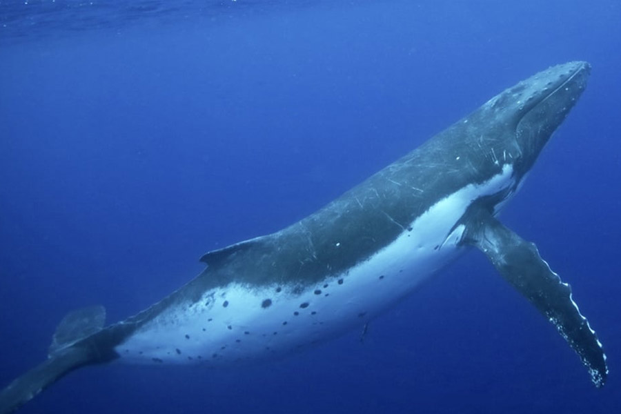 From Pacific to Indian Ocean, male humpback whale crosses three oceans, 13000 kilometre distance to find partner 