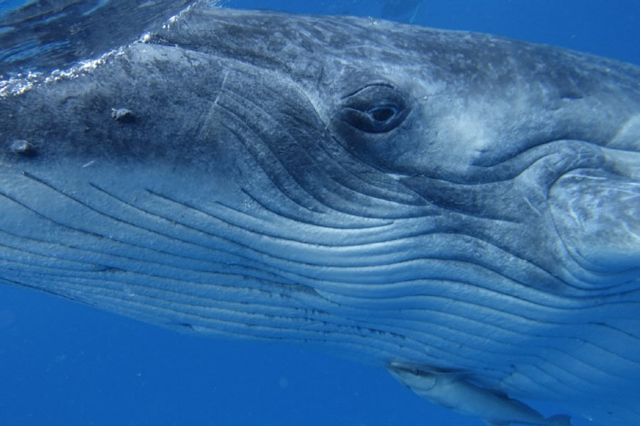 From Pacific to Indian Ocean, male humpback whale crosses three oceans, 13000 kilometre distance to find partner 