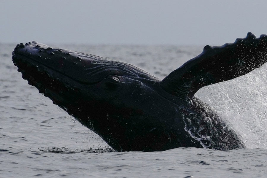 From Pacific to Indian Ocean, male humpback whale crosses three oceans, 13000 kilometre distance to find partner 