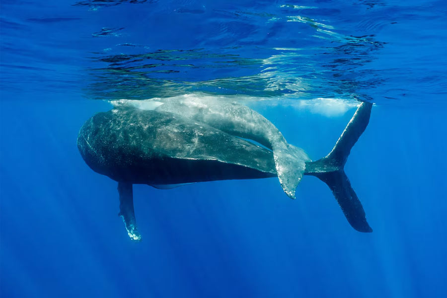 From Pacific to Indian Ocean, male humpback whale crosses three oceans, 13000 kilometre distance to find partner 