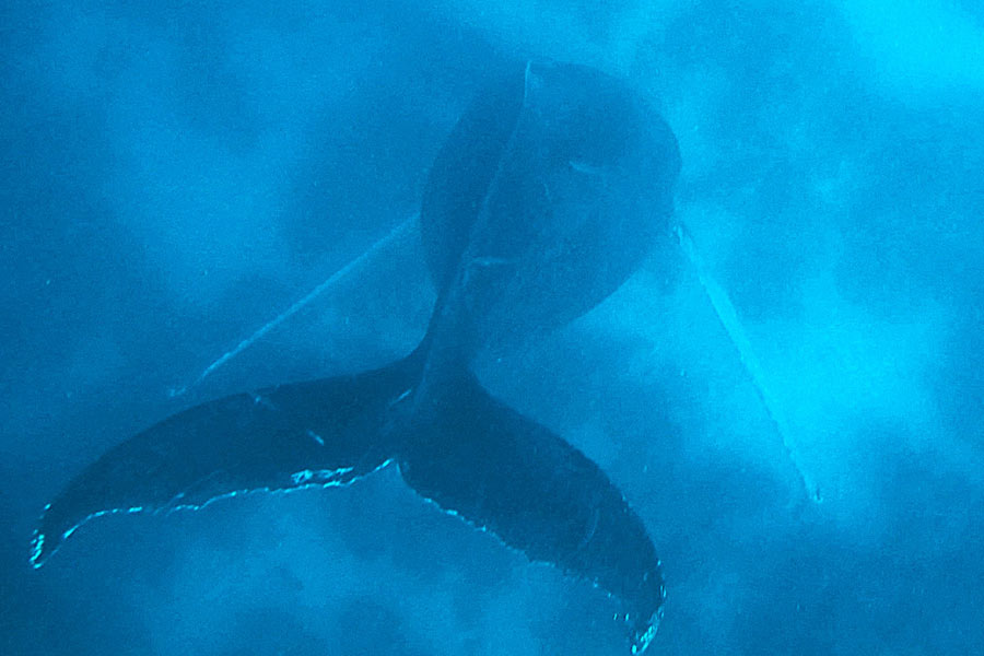 From Pacific to Indian Ocean, male humpback whale crosses three oceans, 13000 kilometre distance to find partner 