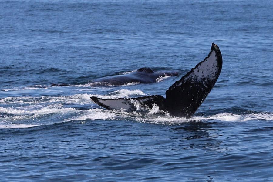 From Pacific to Indian Ocean, male humpback whale crosses three oceans, 13000 kilometre distance to find partner 