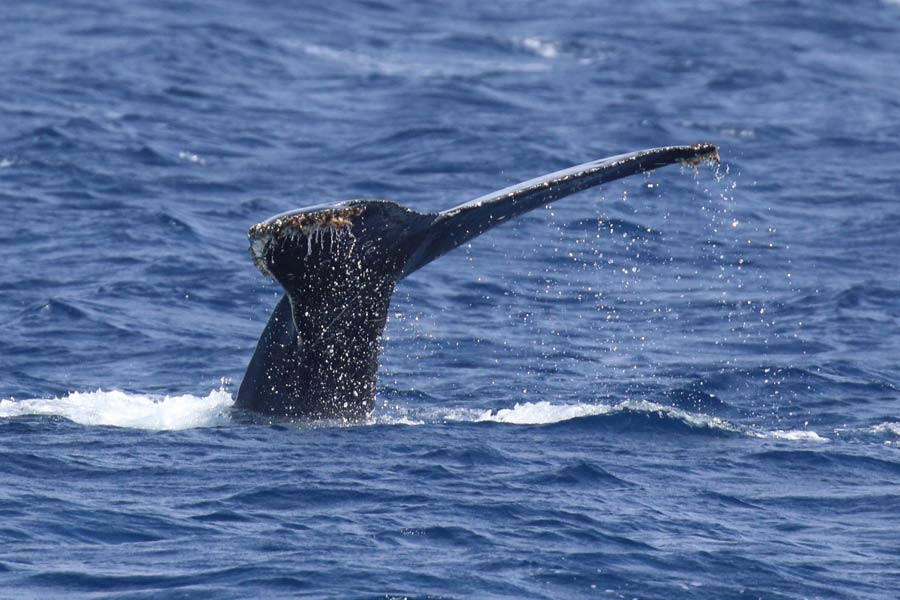 From Pacific to Indian Ocean, male humpback whale crosses three oceans, 13000 kilometre distance to find partner 