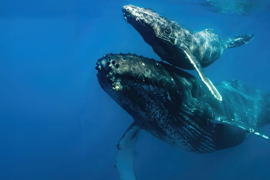 From Pacific to Indian Ocean, male humpback whale crosses three oceans, 13000 kilometre distance to find partner 