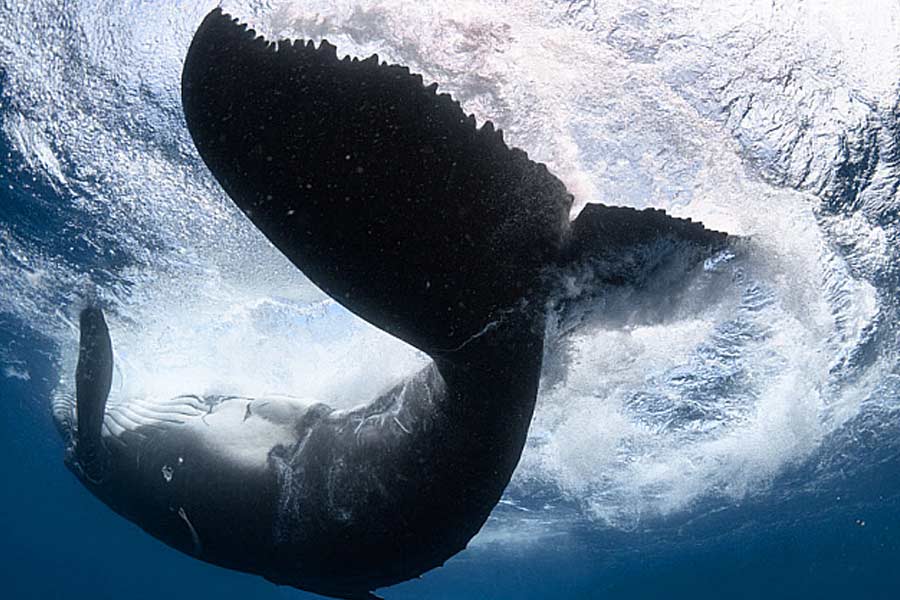 From Pacific to Indian Ocean, male humpback whale crosses three oceans, 13000 kilometre distance to find partner 