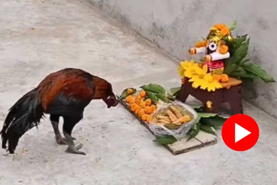 A hen bow down to lord jagannath idol in a temple