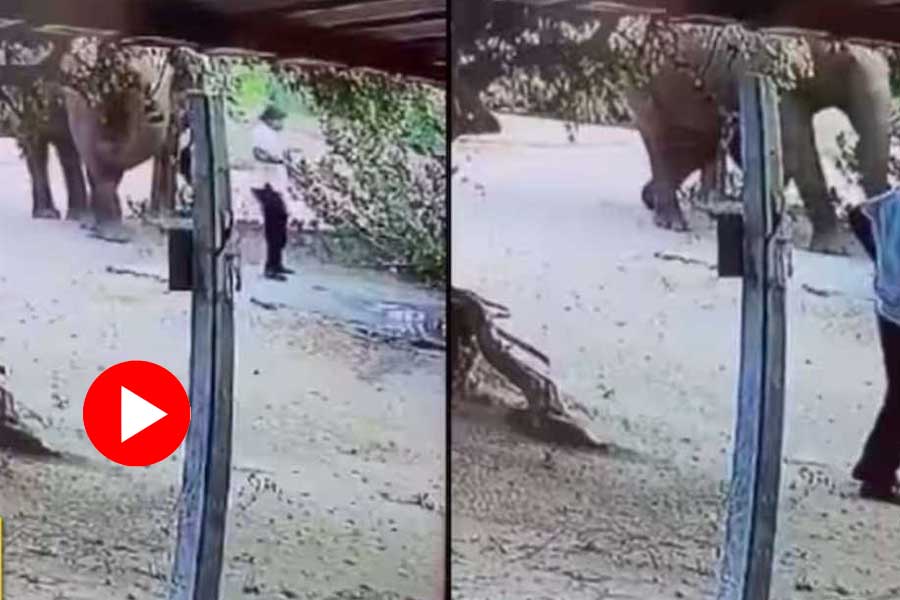 Viral video of an elephant gently reminding a man that he is on its way