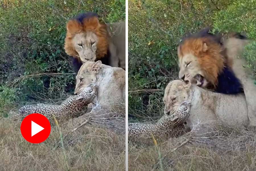 Lioness catches leopard, lion tries its luck with her, video goes viral