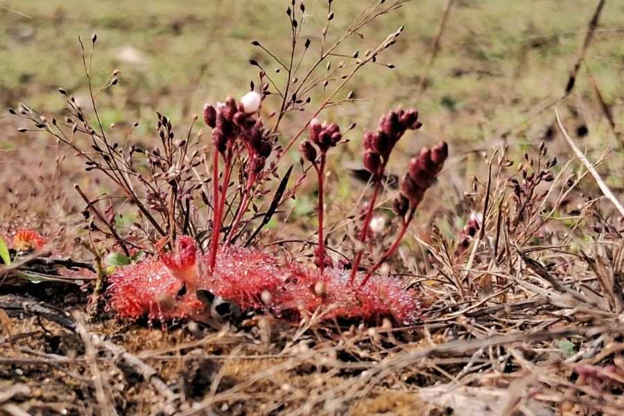 Sundew