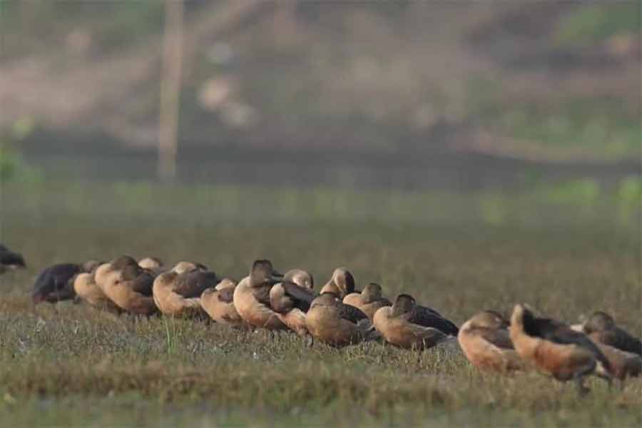 পূর্বস্থলীর চুপিতে পরিযায়ী পাখি।