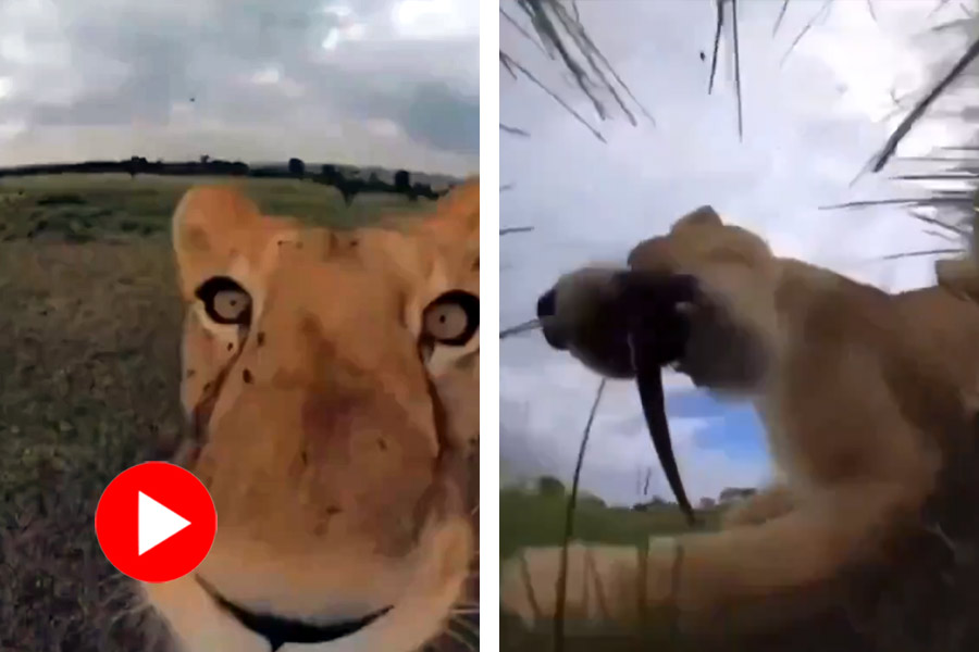 Lioness runs with selfie stick and films itself, video goes viral