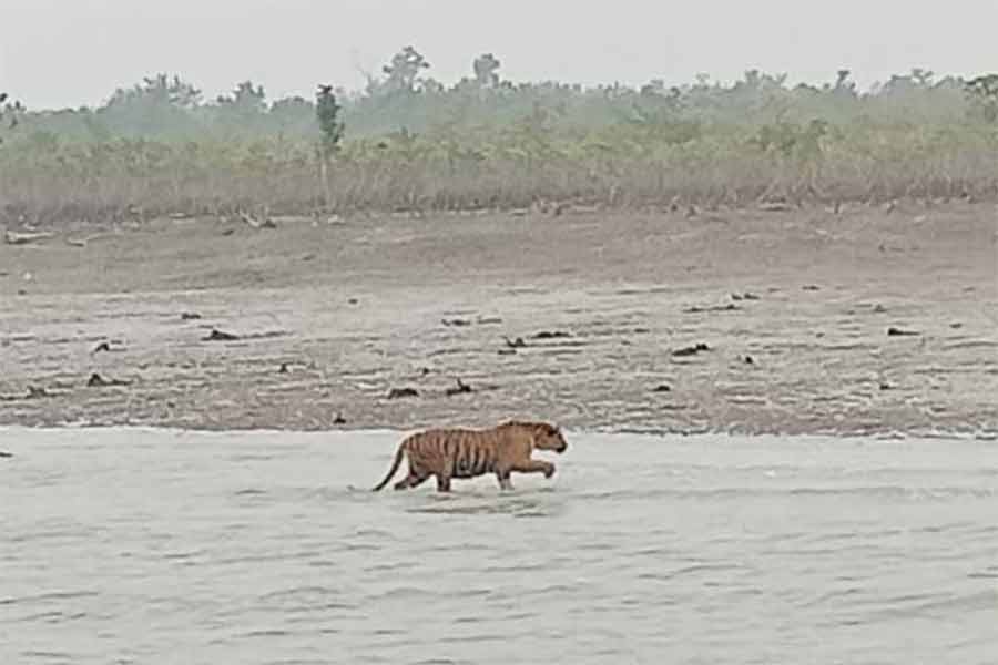 রয়্যাল বেঙ্গল টাইগার।