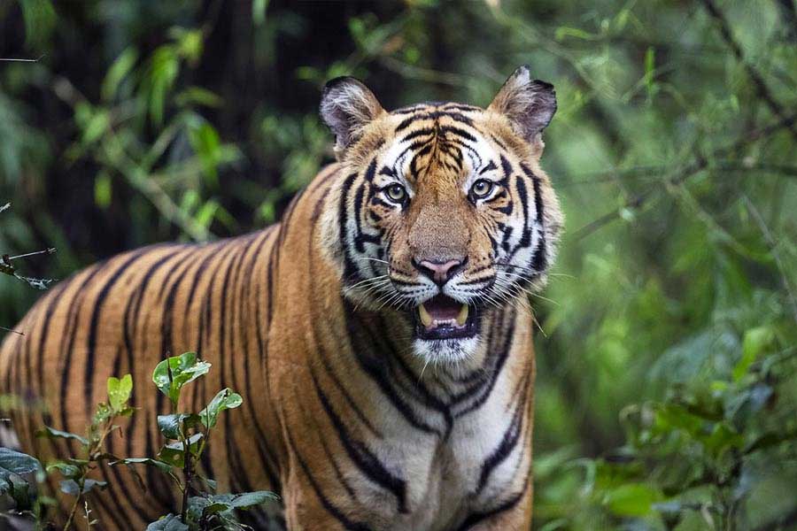 বাঘিনির ভয়ে আতঙ্কিত ঝাড়গ্রাম।