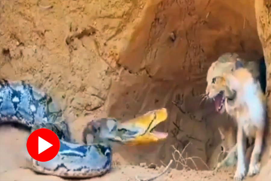 Video of fight between cat and a snake goes viral