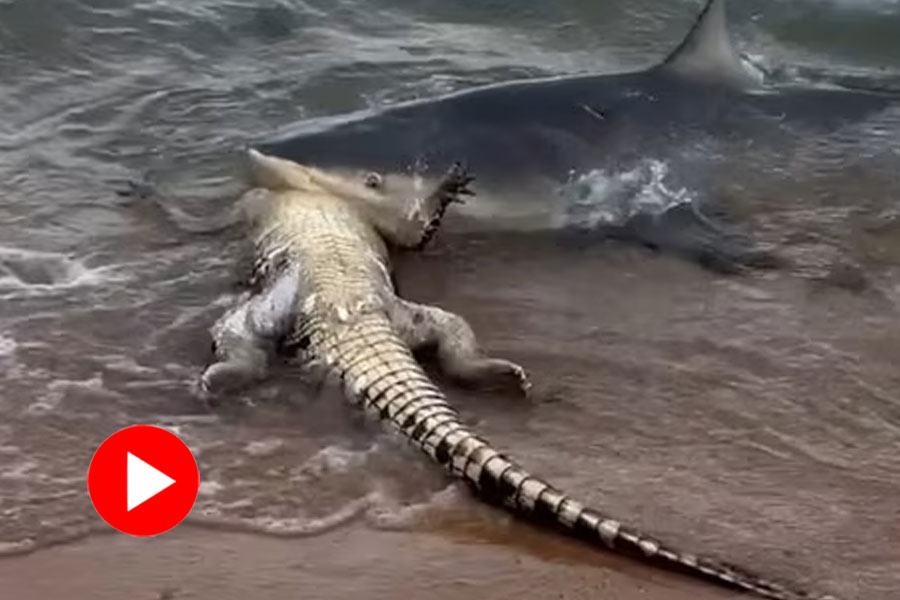 Viral video showcasing a rare clash between shark and crocodile