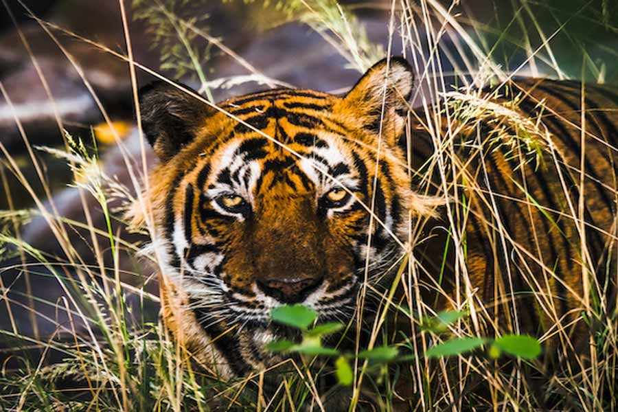 Forest department could not control tigress Zeenat as of now