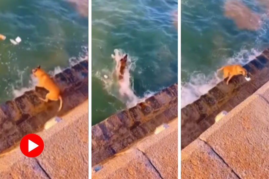 Video of Dog jumping into waterbody to pick up litter and keeping them inside of a trashcan goes viral