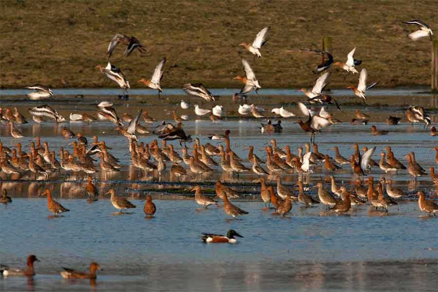 Migratory Birds birdsturning away from North Bengal