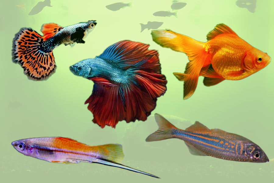 গাপ্পি, বেট্টা, গোল্ড ফিশ, ড্যানিওজ়, সোর্ডটেলস। (উপরের বাঁ দিক থেকে)