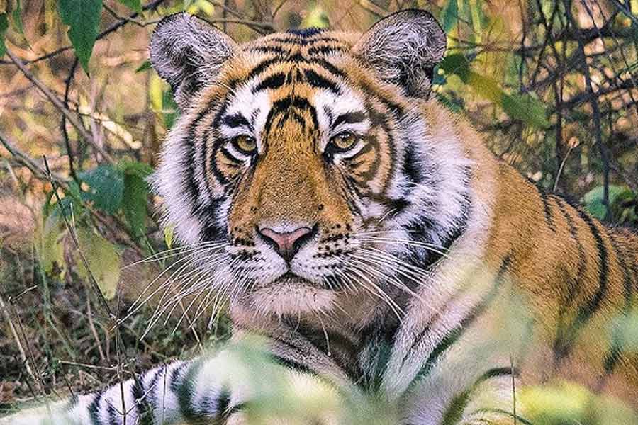 Forest Officials trying to capture tigress Zeenat by putting food in traps in Purulia dgtld