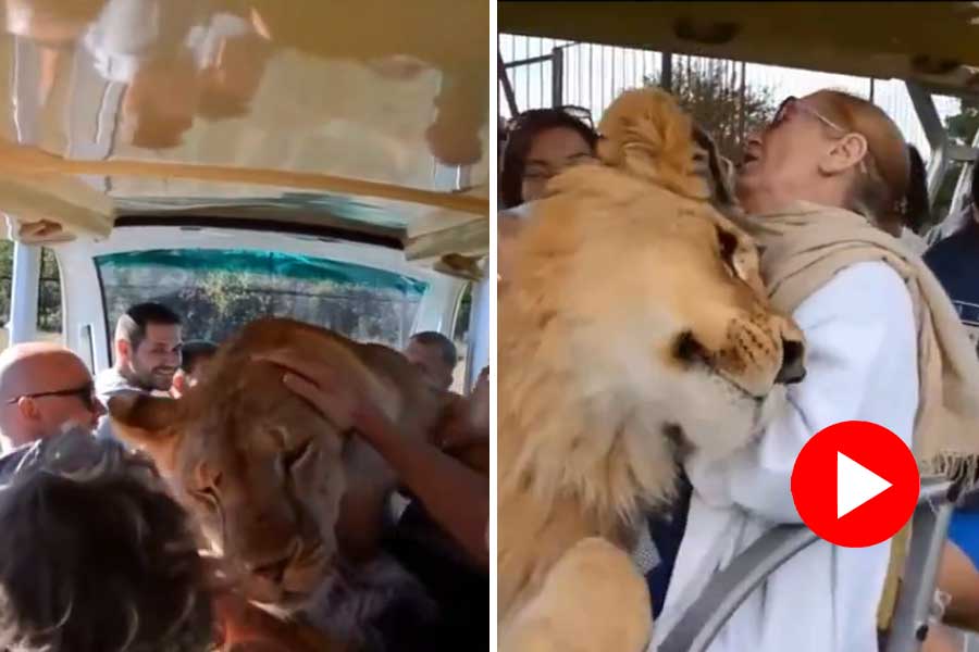 Viral video of lion boarded into a car, what happens next