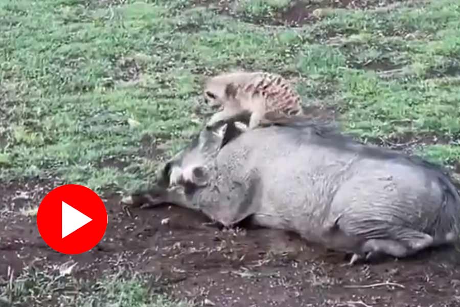 Viral video of lion king character Timon and Pumba steals the internet