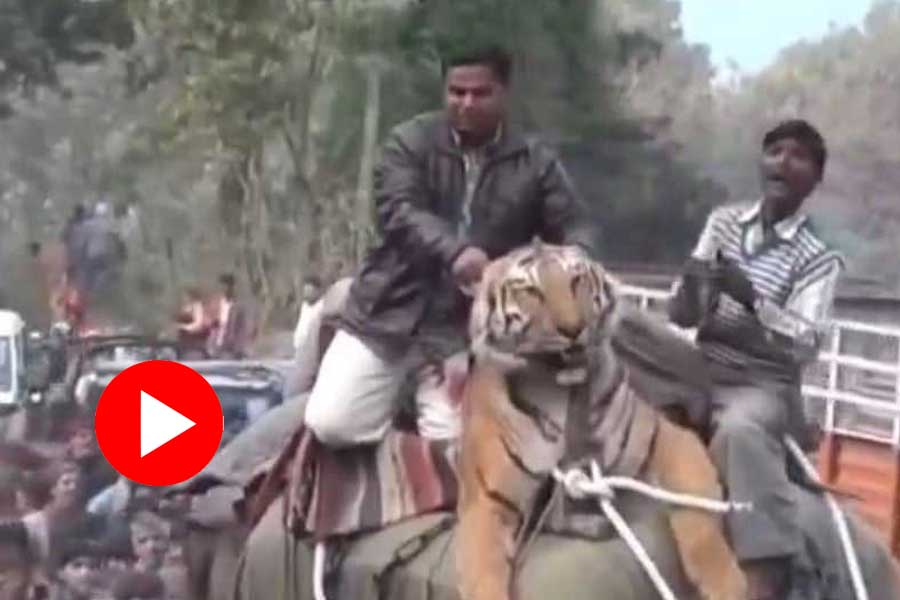 Old Video of tiger being tied on the top of an elephant goes viral, Internet reacts