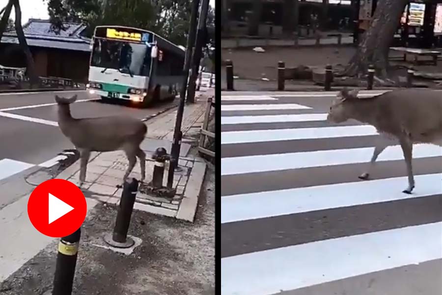 Video of nara deer is crossing a road maintaining road safety went viral