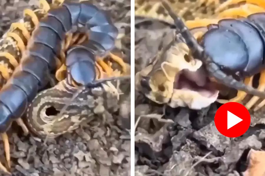 Video of fight between snake and centipede goes viral